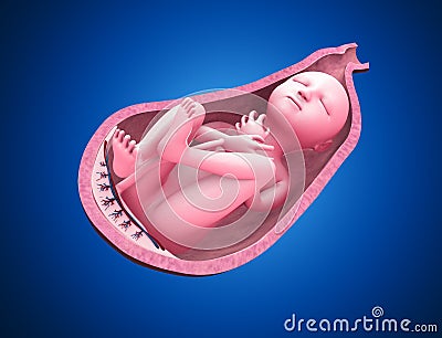 Baby in womb Stock Photo